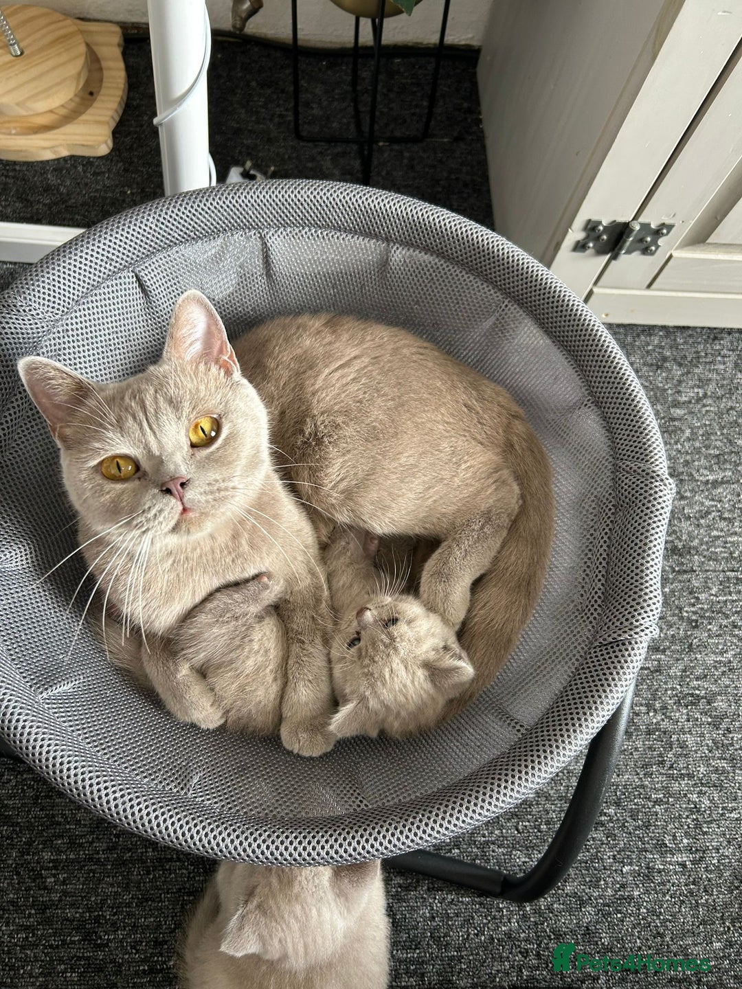 British Shorthair cats for sale: Stunning lilac BSH  - Image 15