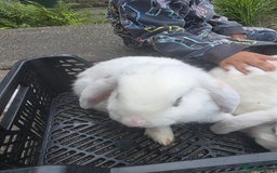 Blanc De Hotot rabbits for sale: rabbits for sale  - Image 7