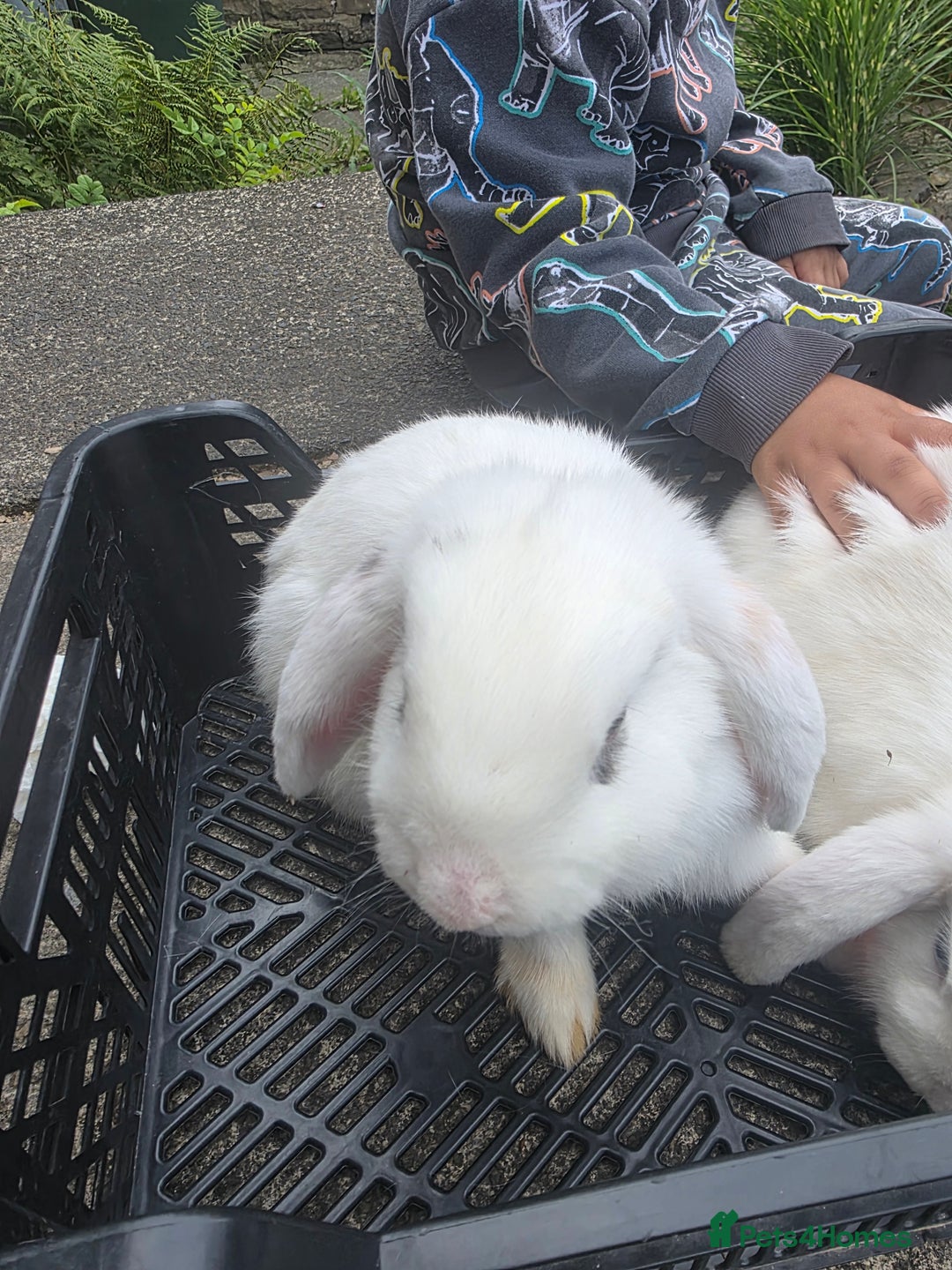 Blanc De Hotot rabbits for sale: rabbits for sale  - Image 7