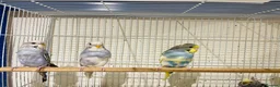 Budgerigars birds for sale: Budgies for sale  - Advert 8