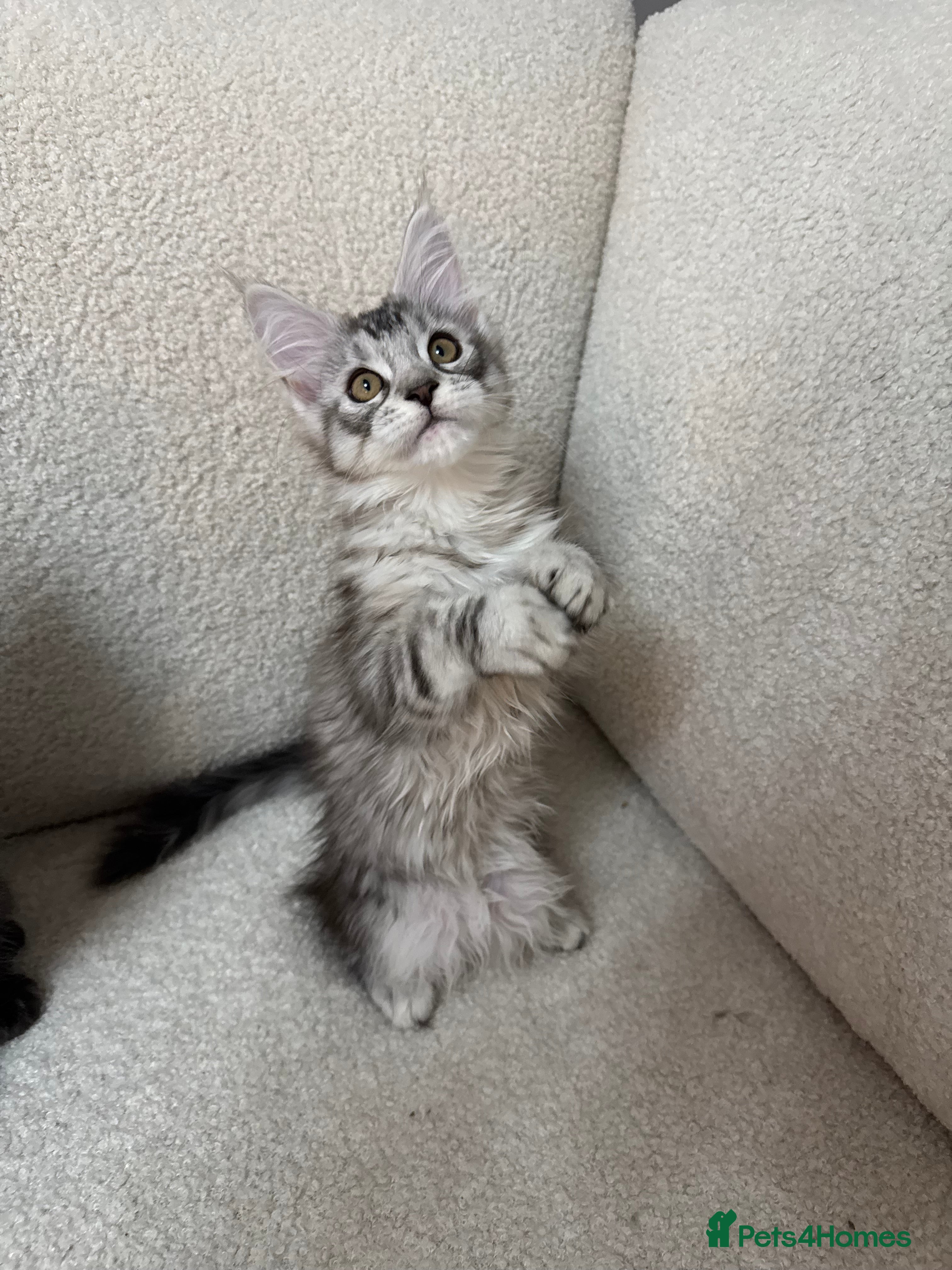 Maine Coon cats Maine coon girl - Advert 4