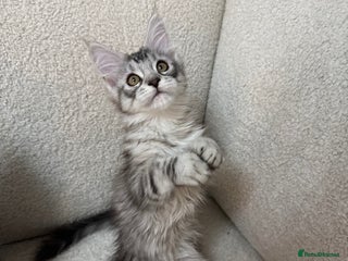 Maine Coon cats Maine coon girl - Advert 4