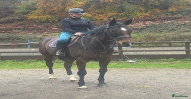 English Thoroughbred horses 16'1 ROR Eligible Sweetheart  - Advert 10