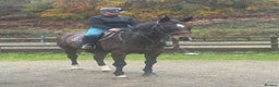 English Thoroughbred horses for sale: 16'1 ROR Eligible Sweetheart  - Advert 3