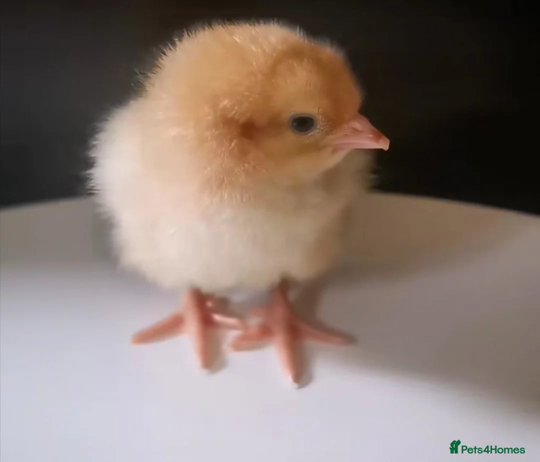 Chickens poultry for sale: Brahma x Warren Chicks  - Advert 3