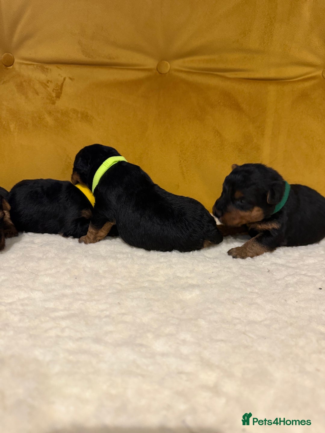 Welsh Terrier dogs for sale: Absolutely stunning top litter  - Image 8