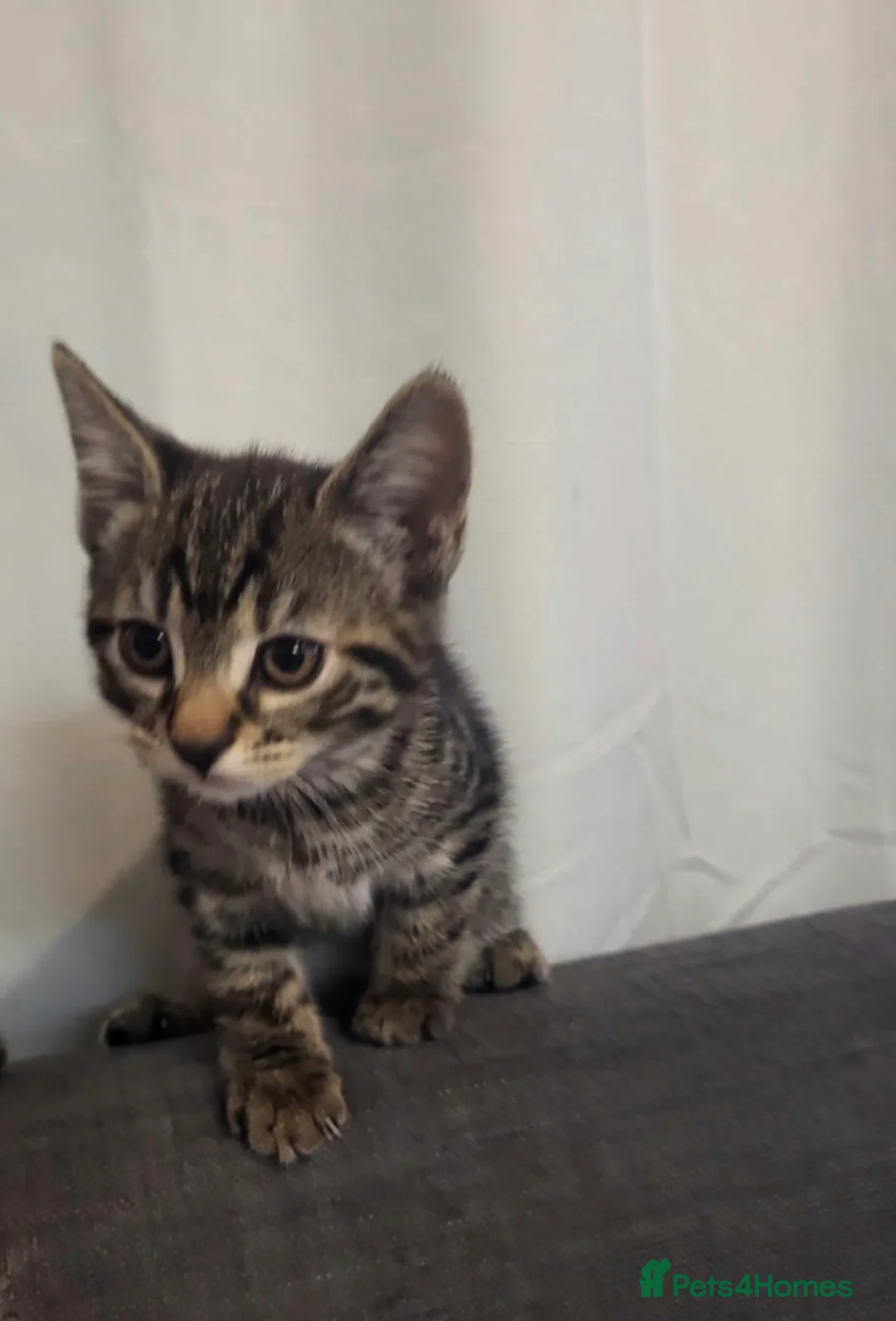 Mixed Breed cats for sale: Tabby Kittens For Rehome :) in Havant - Advert 2