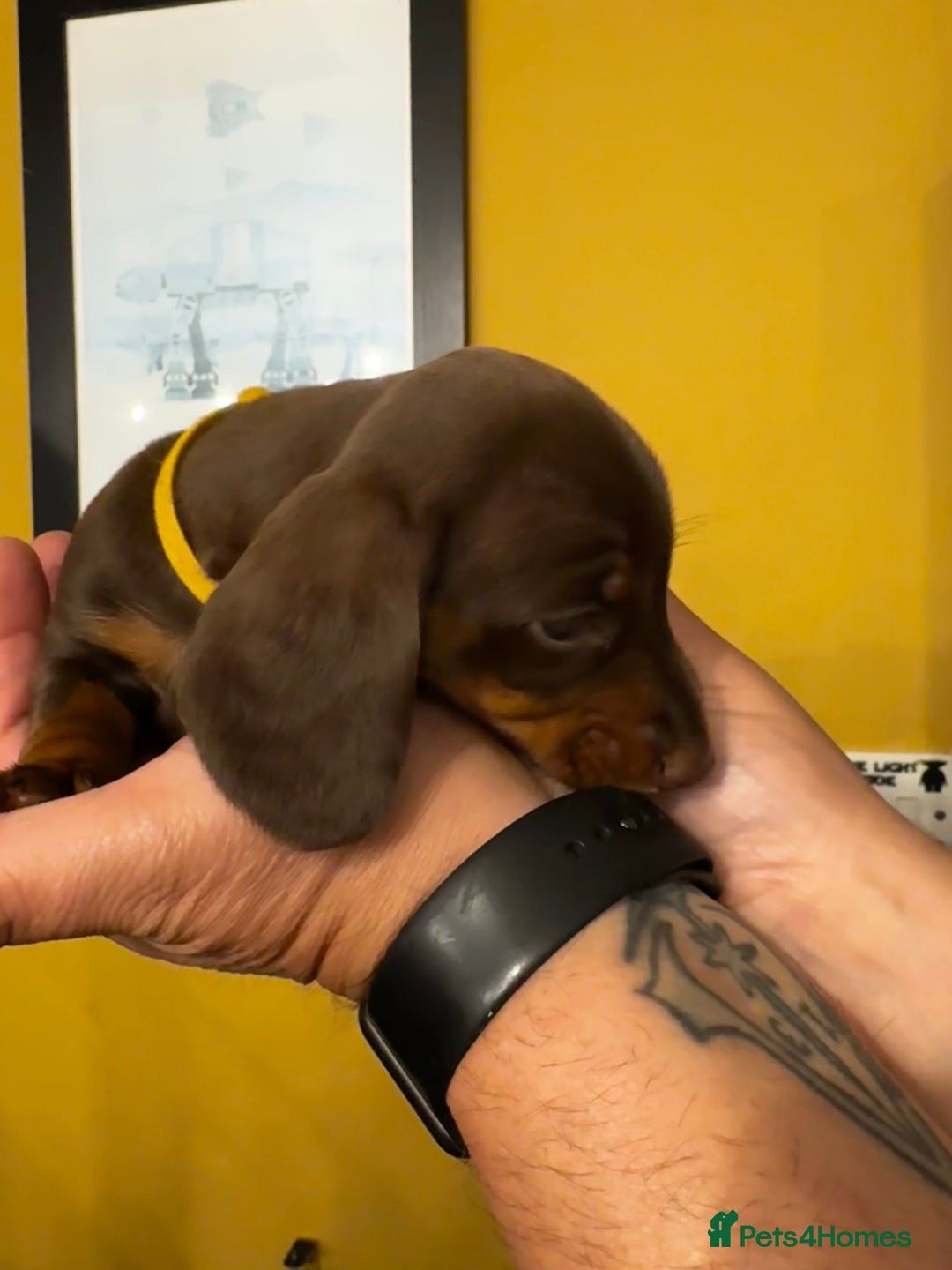 Miniature Dachshund dogs for sale: READY NOW Stunning miniature dachshund pups in Mirfield - Image 13