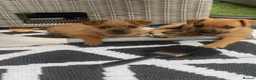 Mixed Breed dogs for sale: Jack Russell cross Yorkie cross Chihuahua  in Pontypool - Advert 1