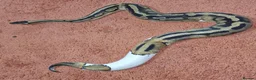 Python Snake reptiles for sale: 5yo Pied Royal Python - Advert 3