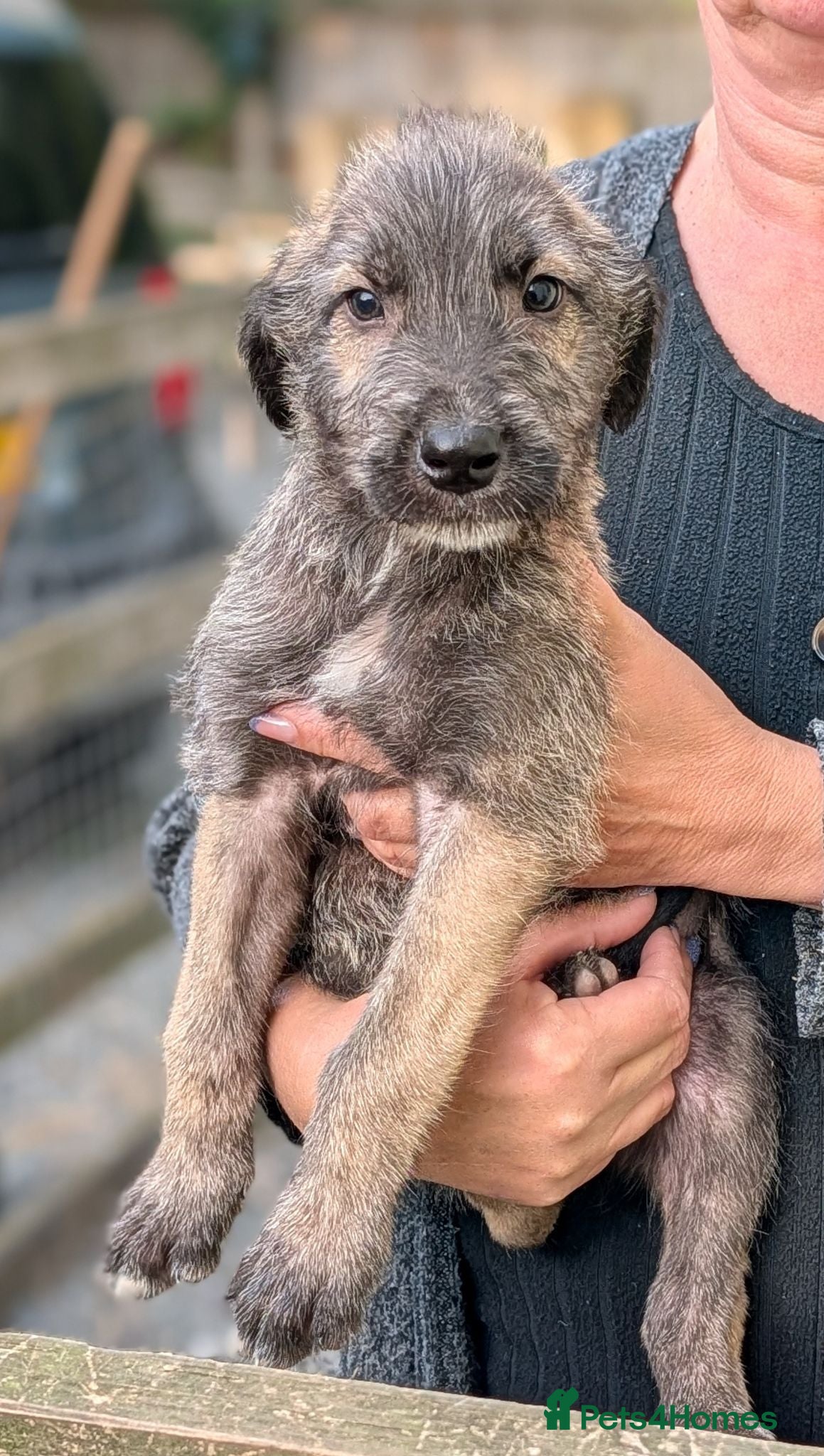 Irish Wolfhound dogs Irish Wolfhound Puppies  - Advert 3
