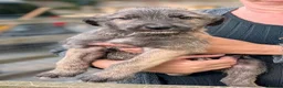 Irish Wolfhound dogs for sale: Irish Wolfhound Puppies  - Advert 1