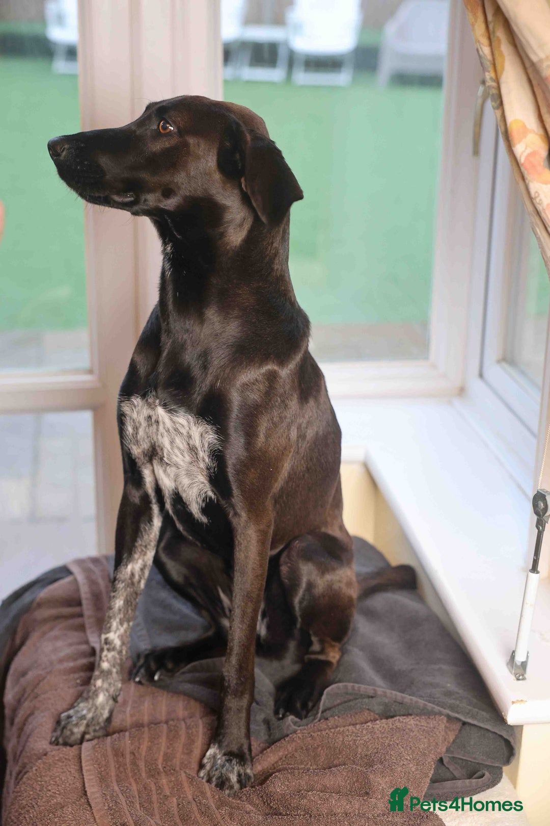 Mixed Breed dogs for adoption: Pretty Pretzel - Image 5