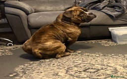 American Bully dogs for sale: Pocket bully - Image 3