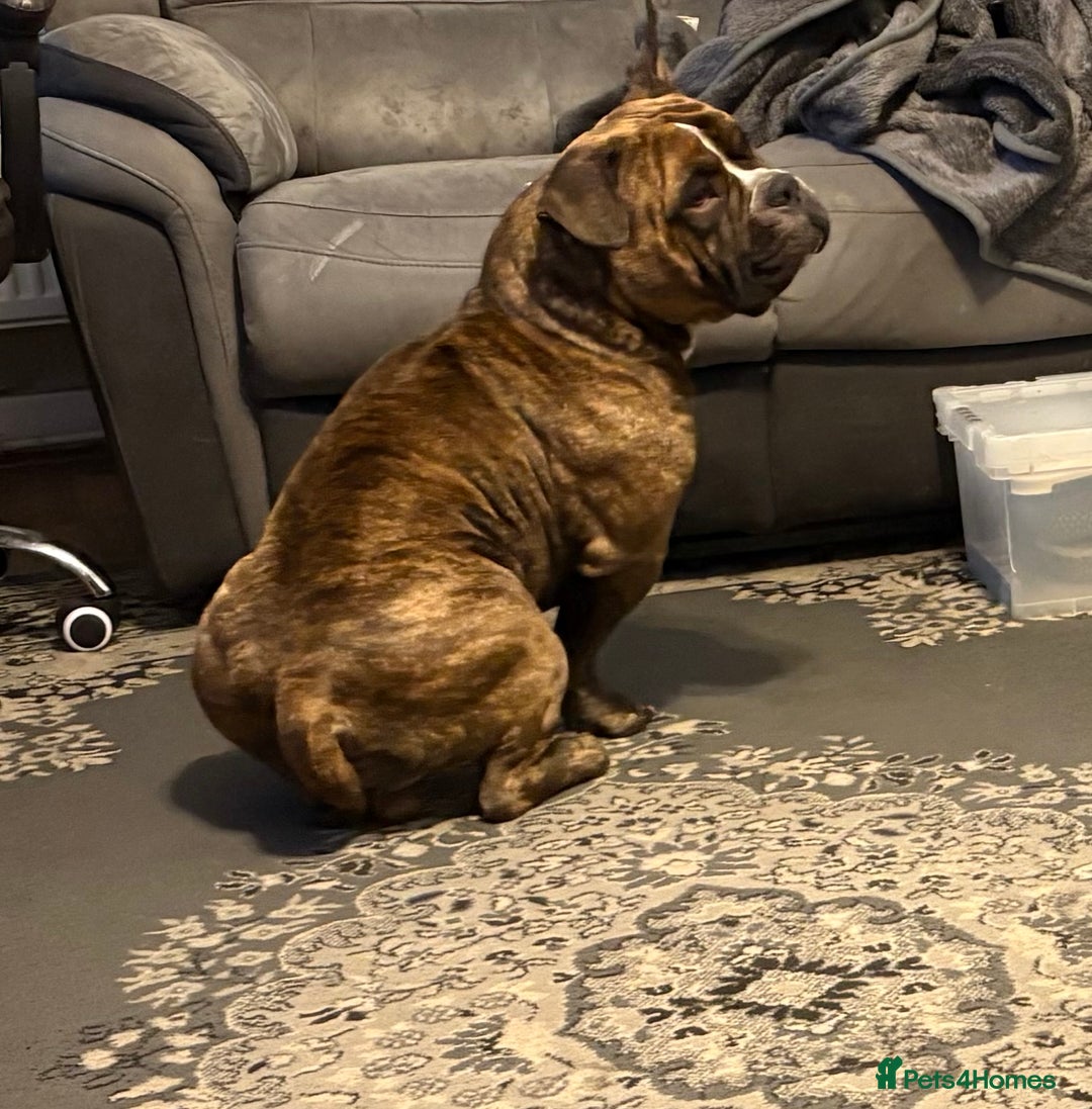 American Bully dogs for sale: Pocket bully - Image 3