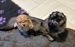 Cockapoo dogs for sale: Miniature cockapoo puppies Merle and Apricot - Image 19
