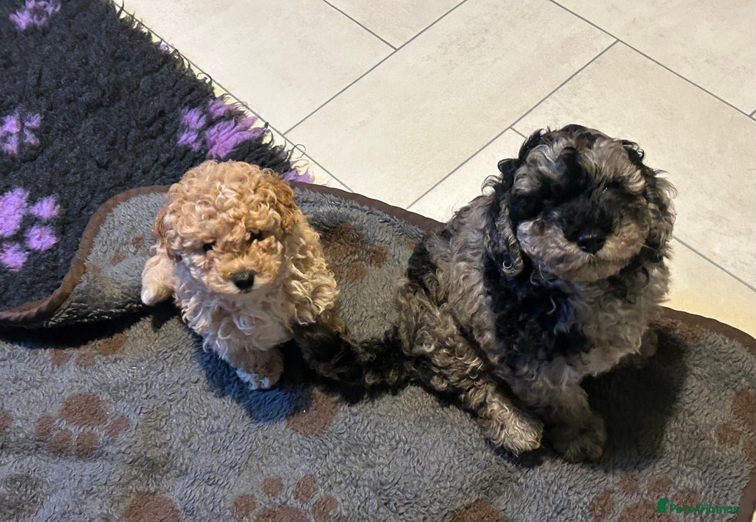 Cockapoo dogs for sale: Miniature cockapoo puppies Merle and Apricot - Image 19