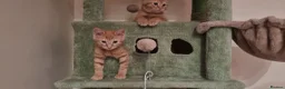 Mixed Breed cats for sale: We looking for home - Advert 4