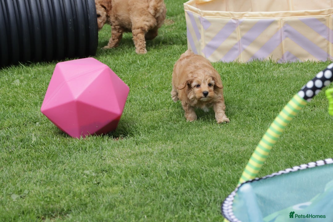 Cockapoo dogs for sale: Beautiful Cockapoo puppies for sale - Image 18