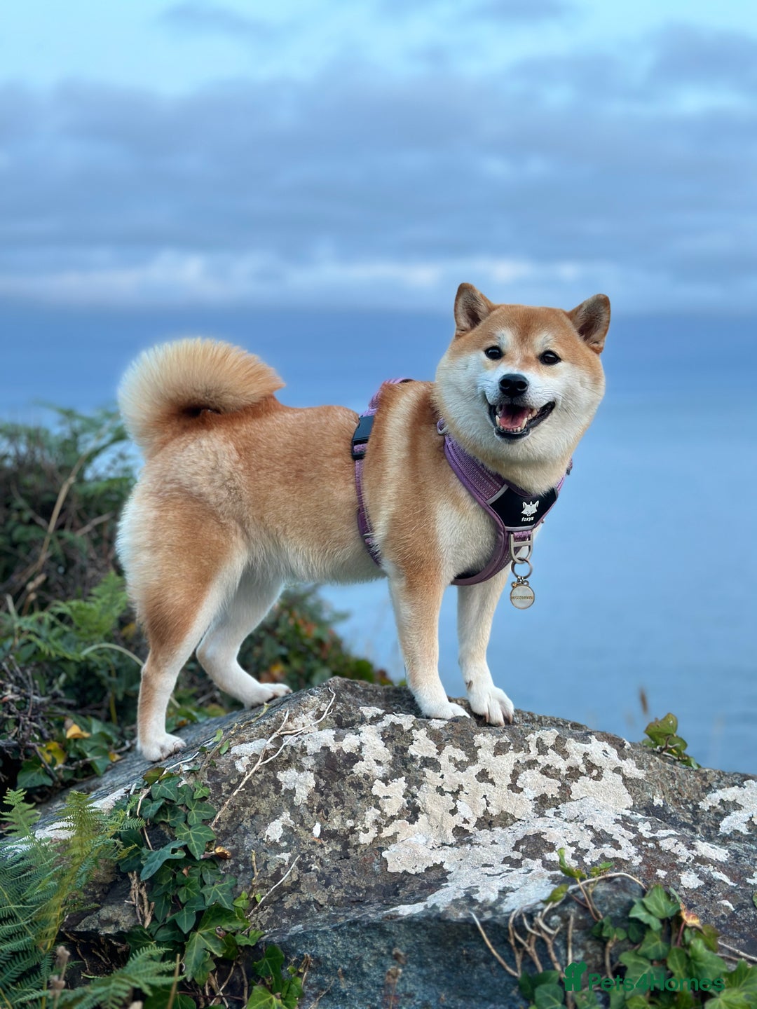 Japanese Shiba Inu dogs for sale: Beautiful Cream Shiba Inu boy for sale  - Image 6