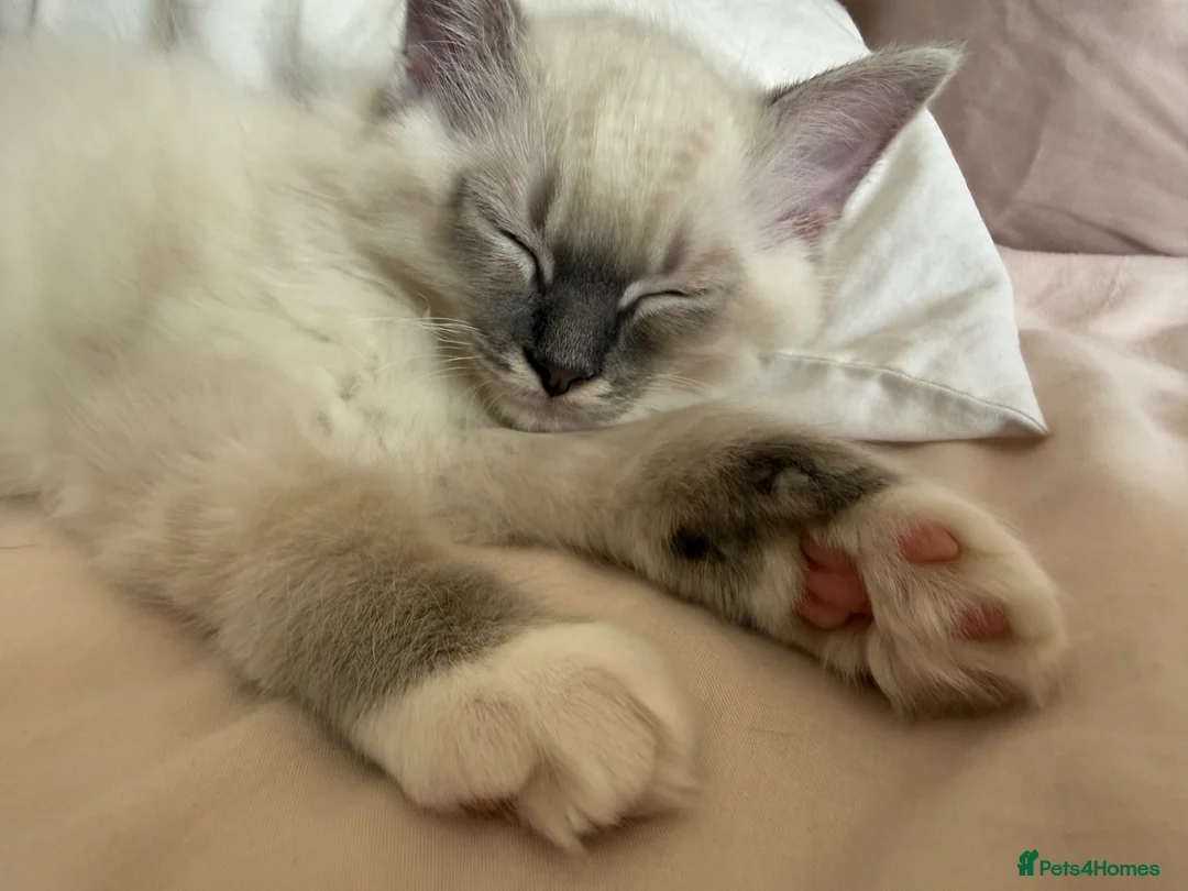 Ragdoll cats for sale: Beautiful boy  - Advert 1