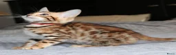 Bengal cats for sale: Beautiful Bengal kittens for sale in Leeds - Advert 4