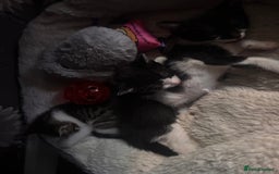 Mixed Breed cats for sale: 6 kittens to a loving home  - Image 2