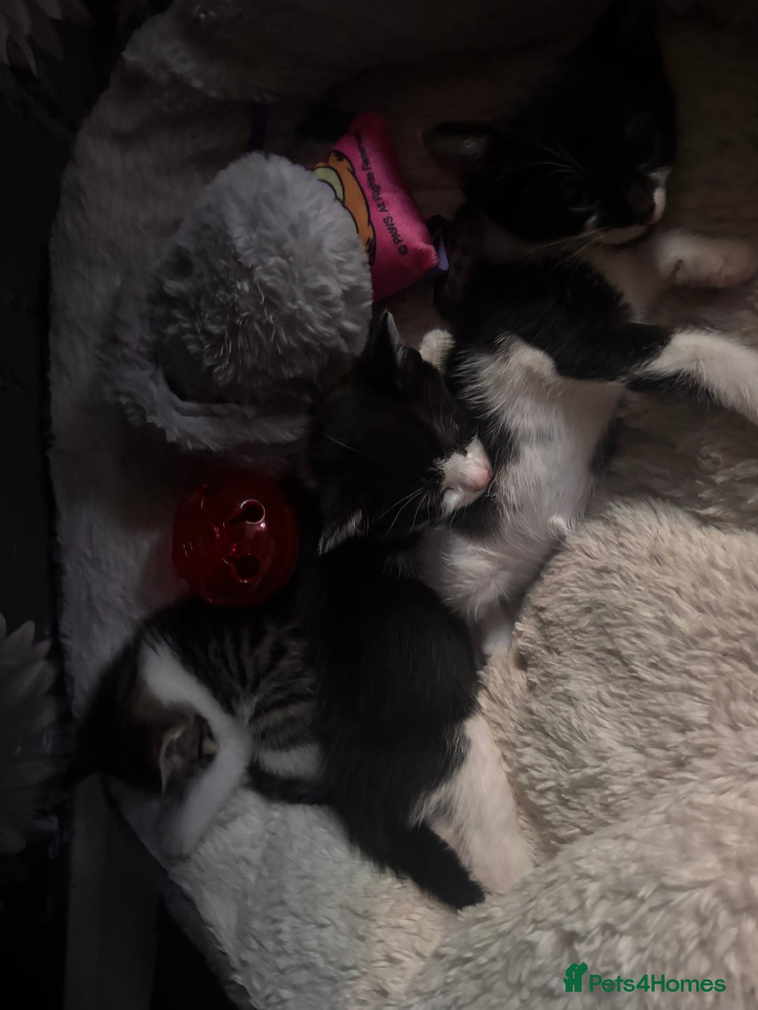 Mixed Breed cats for sale: 6 kittens to a loving home  - Image 2