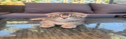 Scottish Fold cats for sale: ✨ Kittens Looking for Forever Homes ✨ - Advert 2