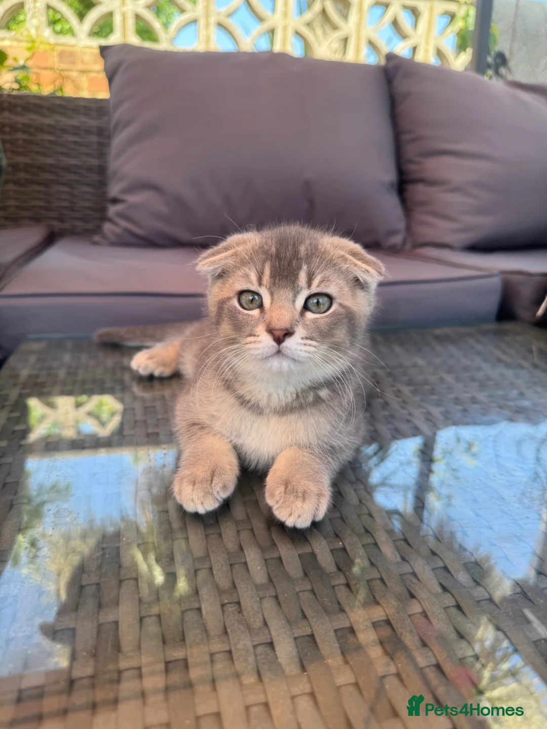 Scottish Fold cats for sale: ✨ Kittens Looking for Forever Homes ✨ - Advert 2