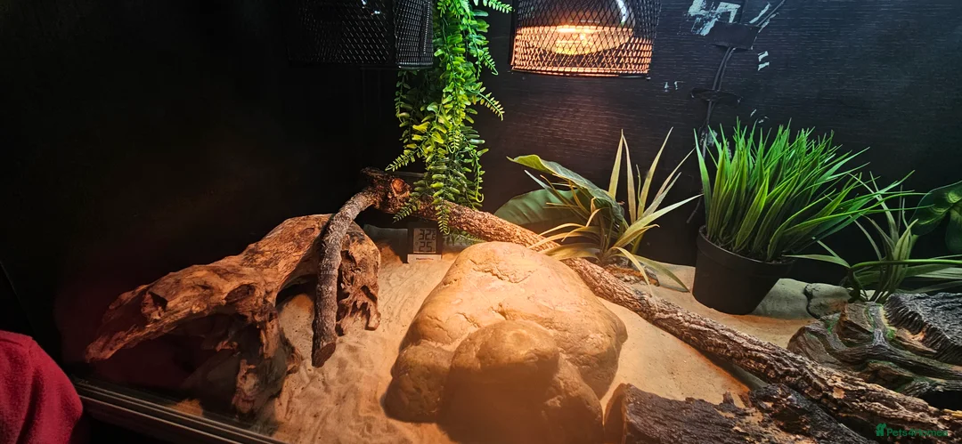 Bearded Dragon reptiles for sale: Bearded dragon & setup  - Advert 18