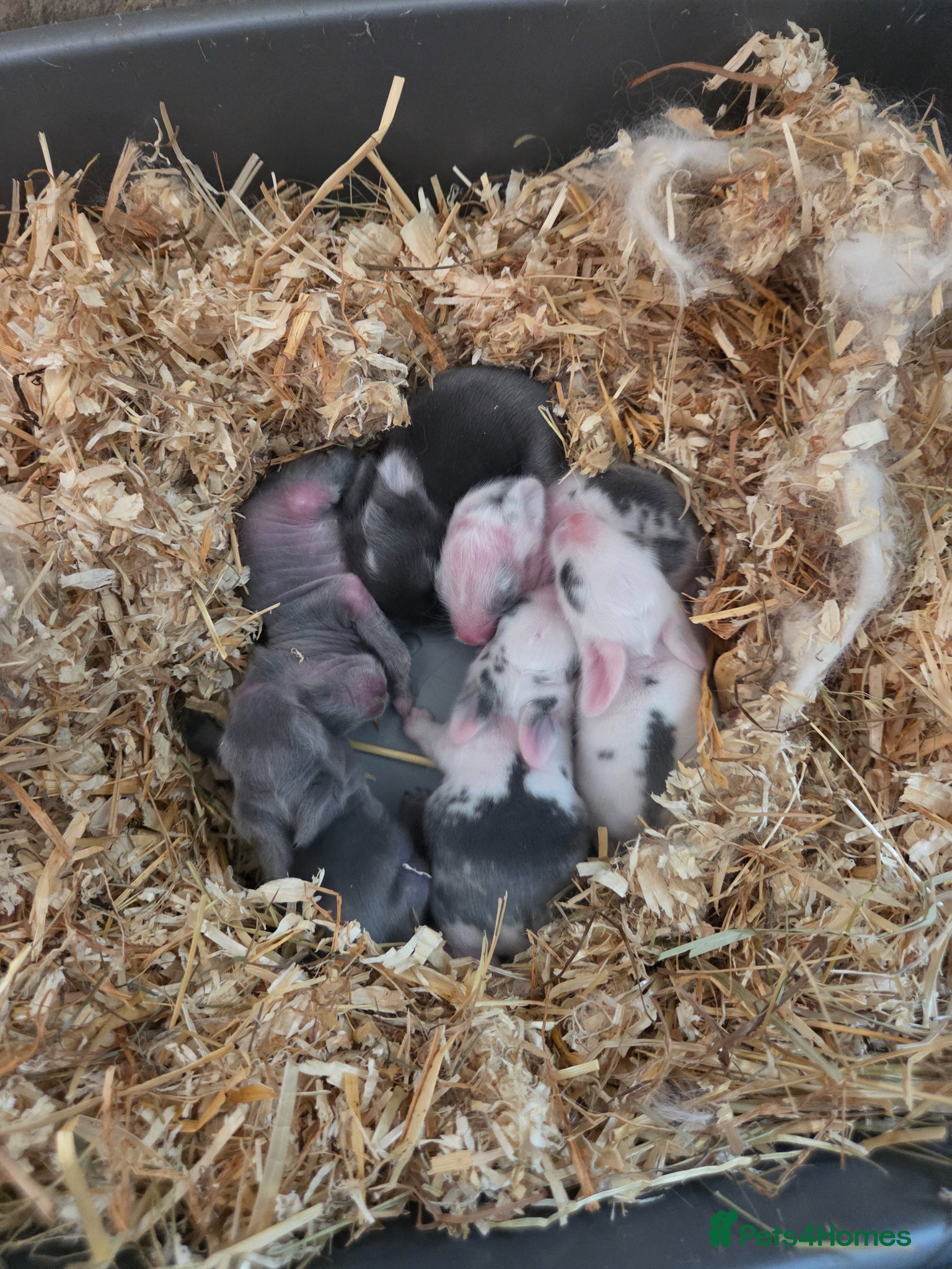 Angora rabbits for sale: Teddywidders - Advert 4