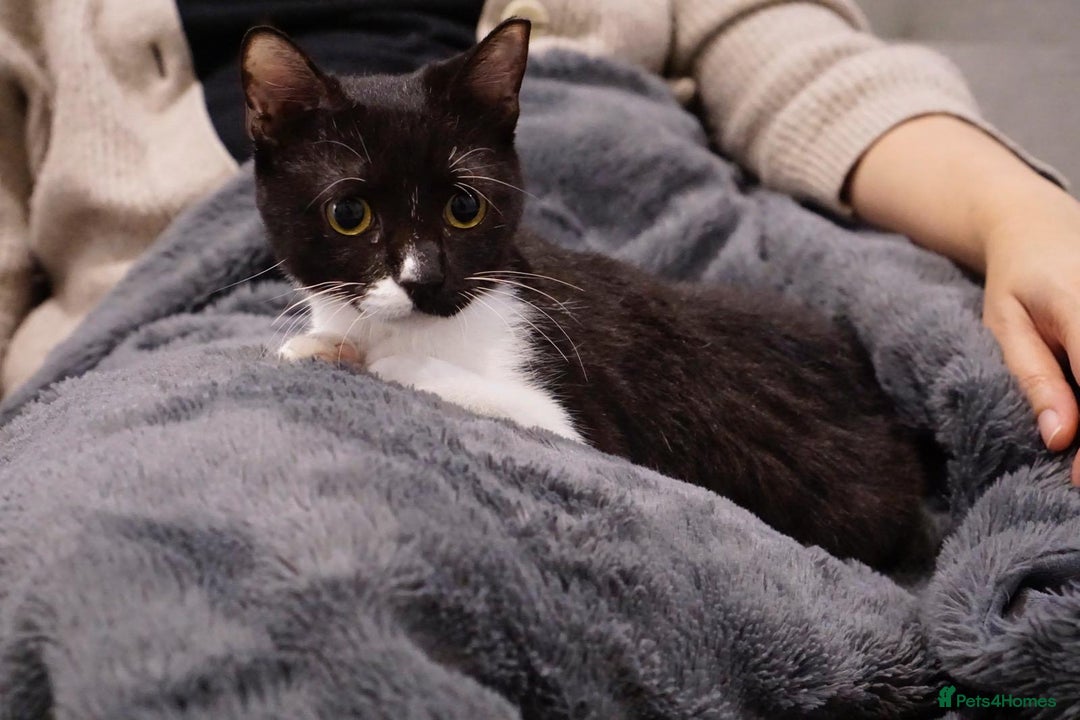 Mixed Breed cats for adoption: DAISY - SOFT GENTLE SPAYED KITTEN USED TO DOG - Advert 2