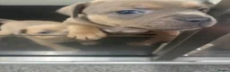 Staffordshire Bull Terrier dogs for sale: Blue fawn tri Staffordshire bull terrier puppys - Advert 29