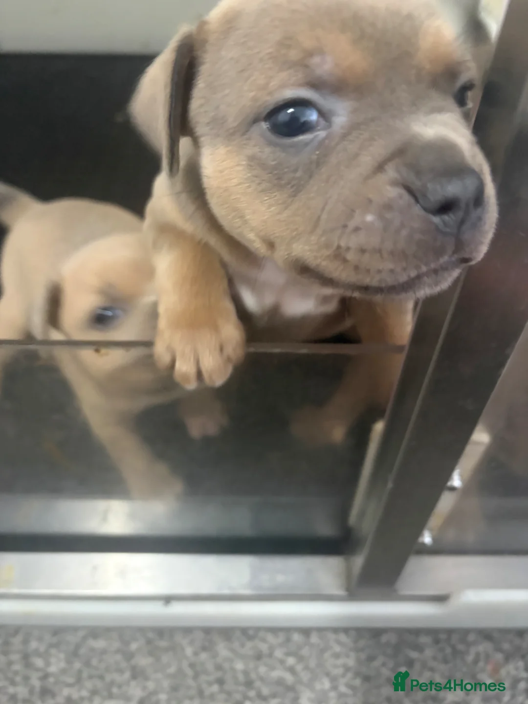 Staffordshire Bull Terrier dogs for sale: Blue fawn tri Staffordshire bull terrier puppys - Advert 29