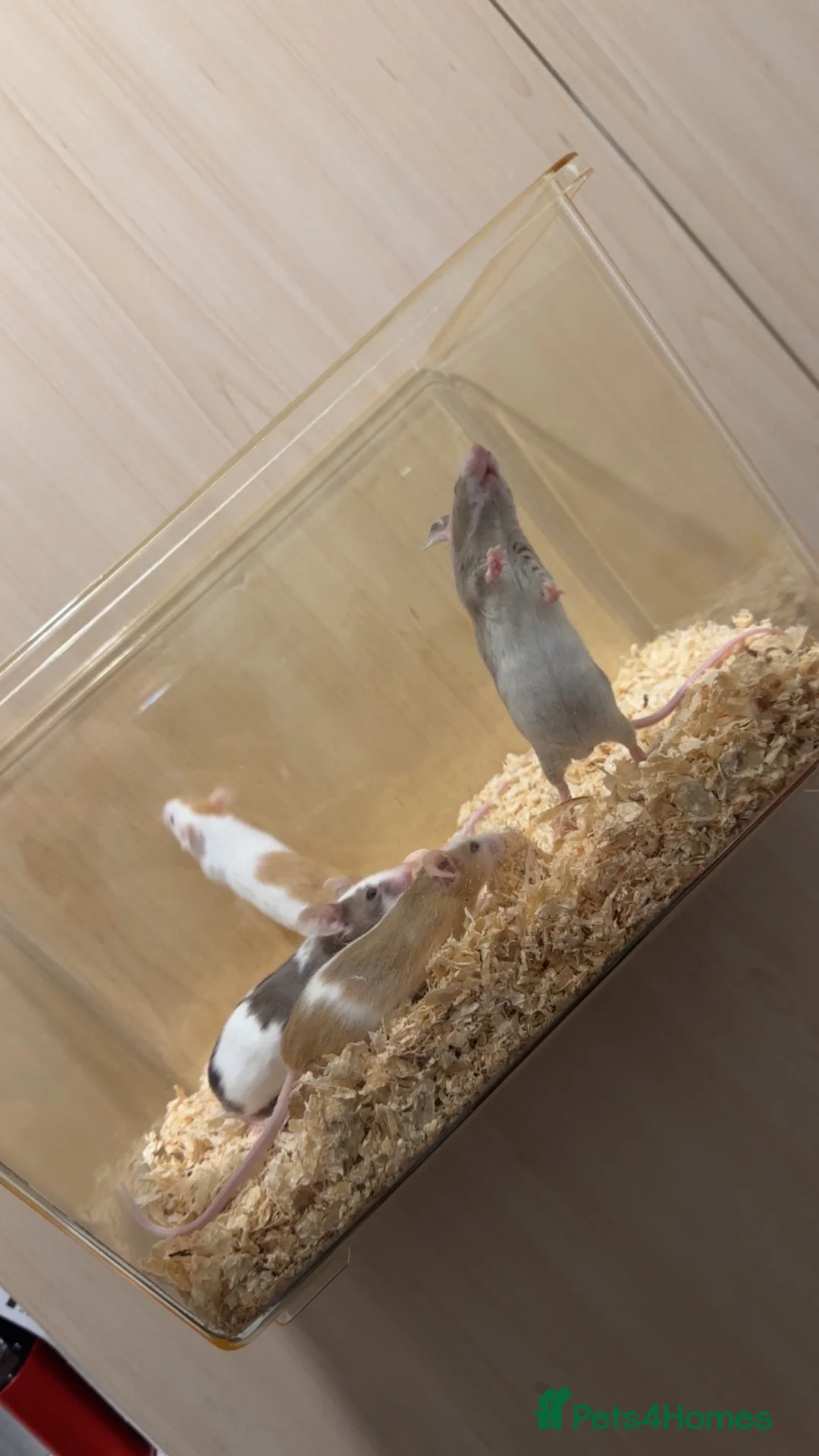 Mouse rodents for sale: Male fancy mice  in Manchester - Advert 2