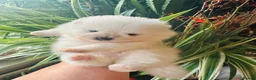 Pomeranian dogs for sale: KC white pomeranian pups ready now !  - Advert 23