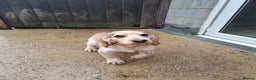 Cocker Spaniel dogs for stud: Kc Registered Cocker Spaniel Stud in March - Advert 2