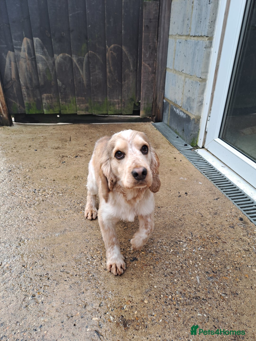 Cocker Spaniel dogs for stud: Kc Registered Cocker Spaniel Stud in March - Advert 2