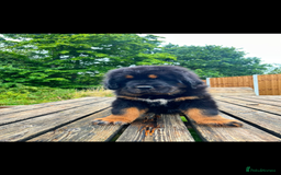 Tibetan Mastiff dogs for sale: 6 Tibetan Mastiff Puppies - Image 4