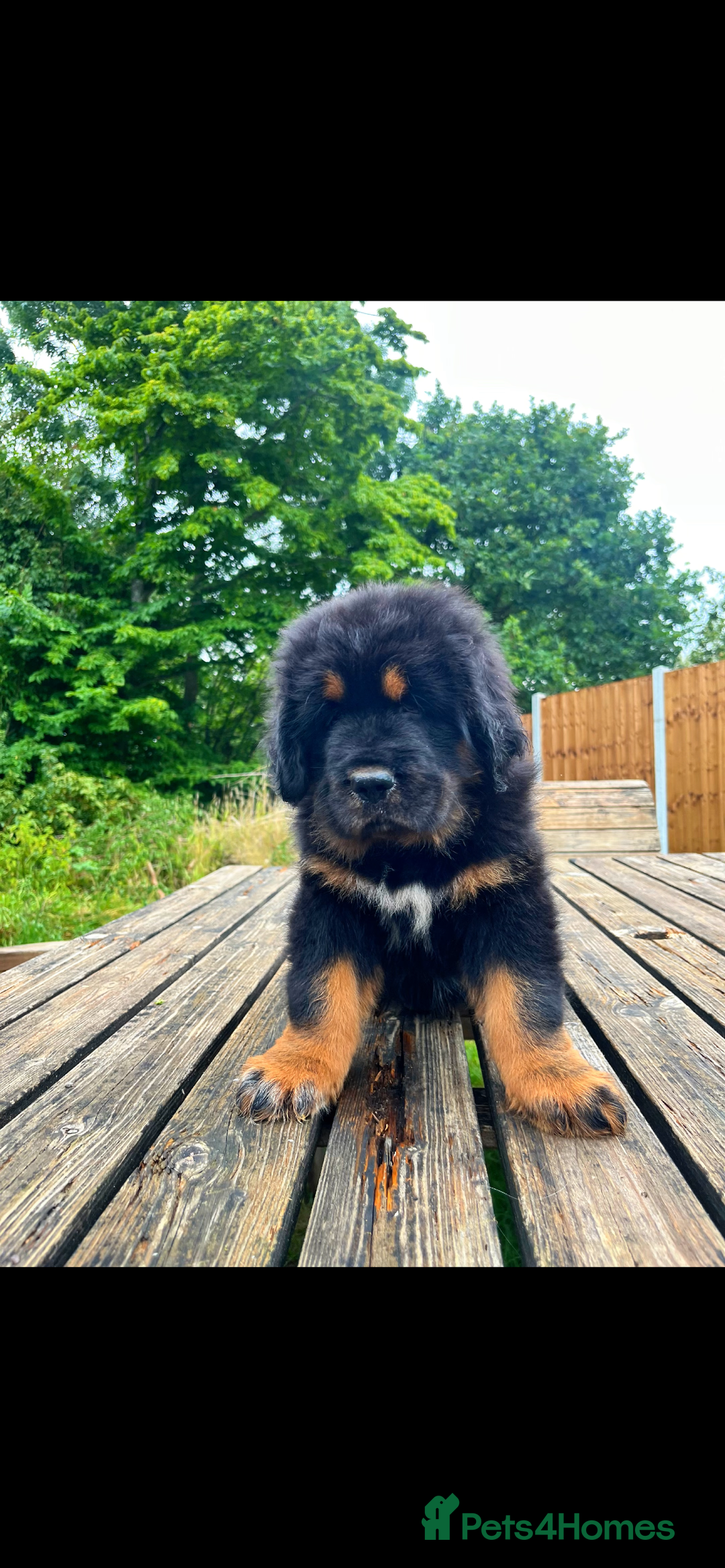 Tibetan Mastiff dogs for sale: 6 Tibetan Mastiff Puppies - Image 4