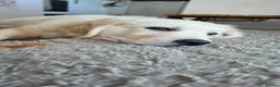 Golden Retriever dogs for sale: Golden Retriever George  in Wigan - Advert 6