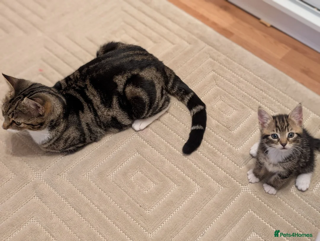 Mixed Breed cats for sale: Adorable kittens available  - Advert 21