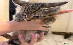 British Shorthair cats for sale: 5 kittens (3 female 2 male)  - Image 7