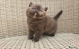British Shorthair cats for sale: Stunning British Shorthair Kittens  - Image 12