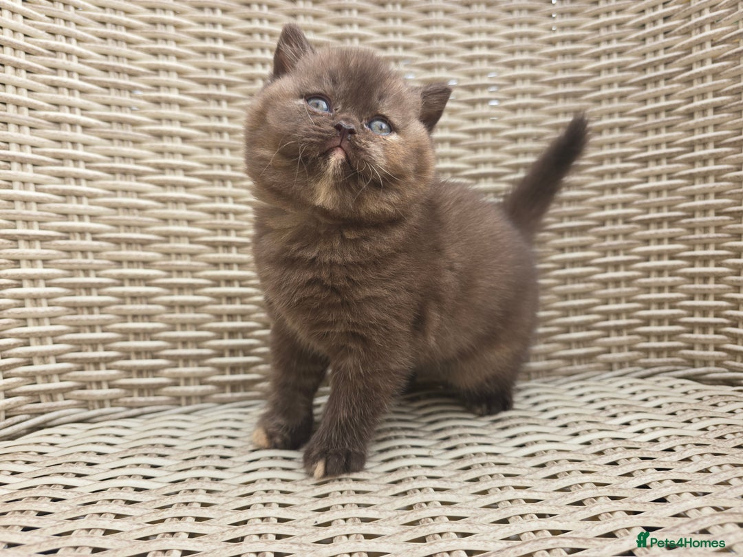 British Shorthair cats for sale: Stunning British Shorthair Kittens  - Image 12