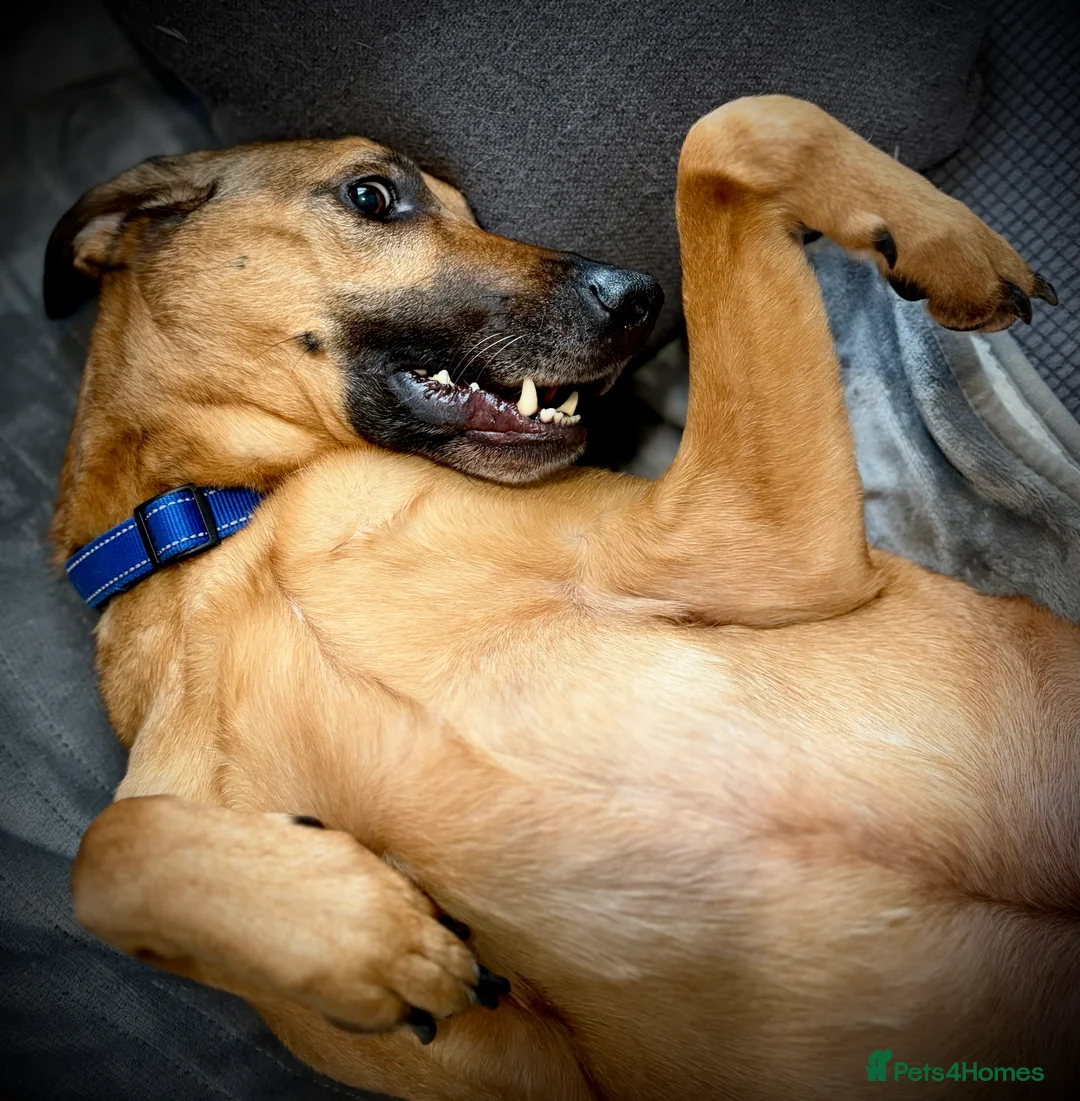 Mixed Breed dogs for sale: 5 year old male dog in Rye - Advert 2