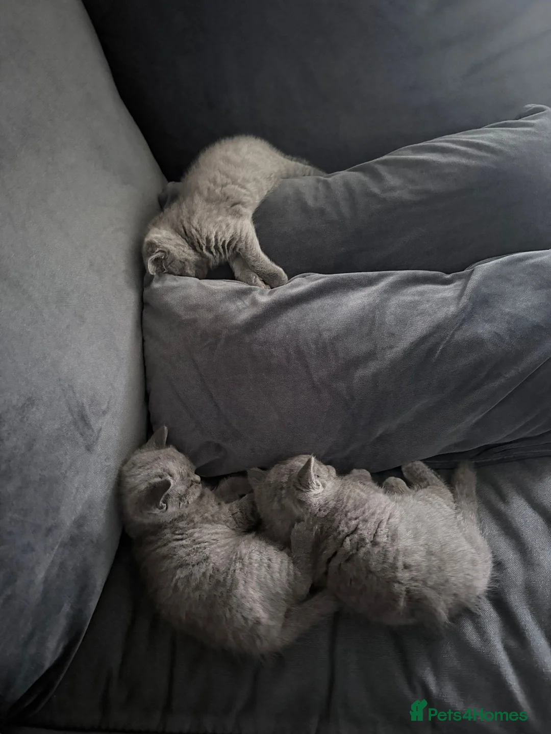 British Shorthair cats for sale: British Shorthair Kittens Available - Advert 2