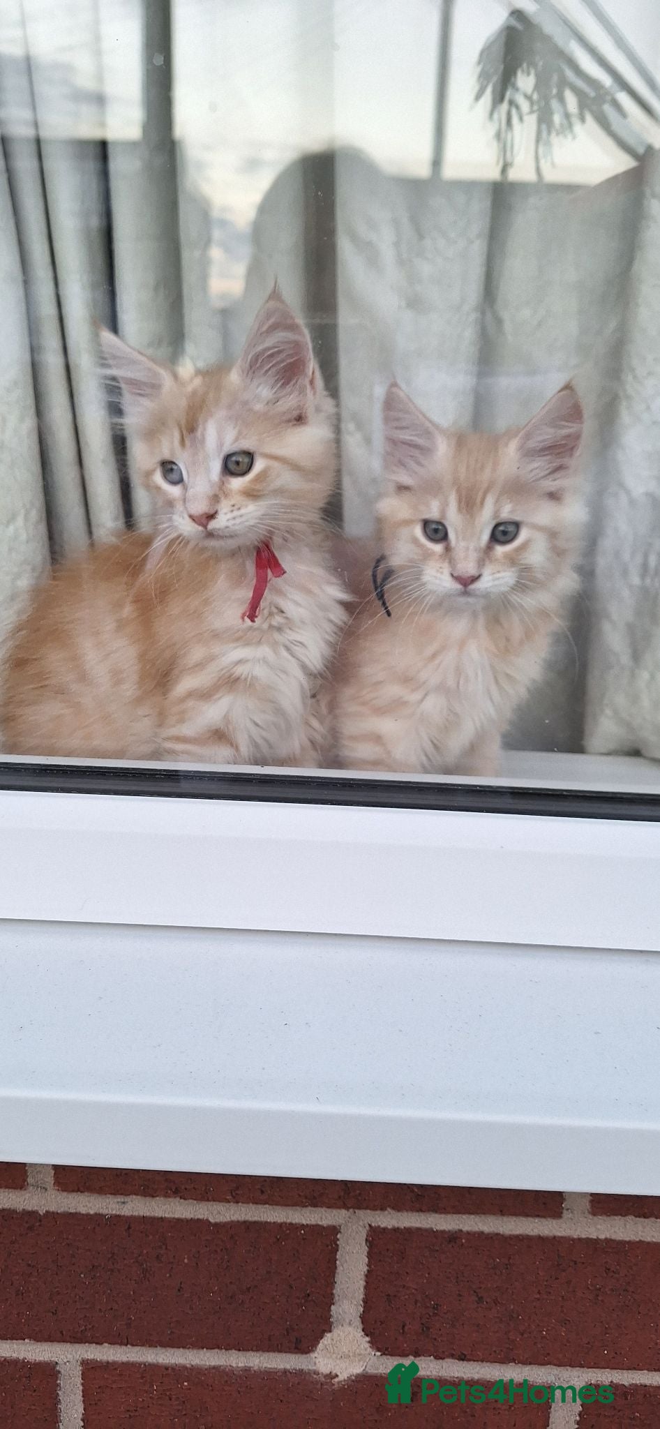 Maine Coon cats 😻😻😻😻 Maine Coon Kittens Ready Soon Red Tabby F - Advert 2