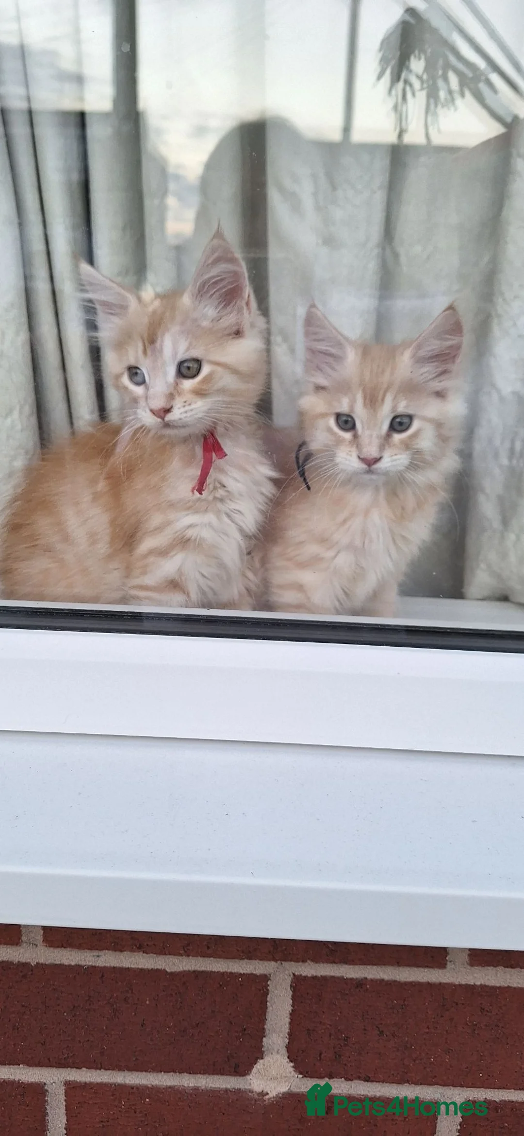 Maine Coon cats for sale: 😻😻😻😻 Maine Coon Kittens Ready Soon Red Tabby F - Advert 2